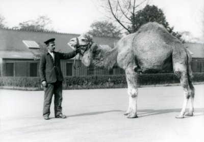 1923年にロンドン動物園で飼育員W.スタイルと飼育されているヒトコブラクダまたはアラビアンラクダ（bw写真） 作： Frederick William Bond